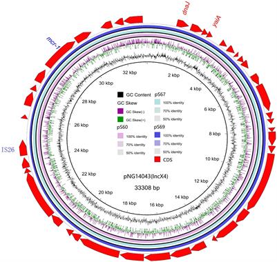 Genetic Characterization of mcr-1-Positive Multidrug-Resistant Salmonella enterica Serotype Typhimurium Isolated From Intestinal Infection in Children and Pork Offal in China